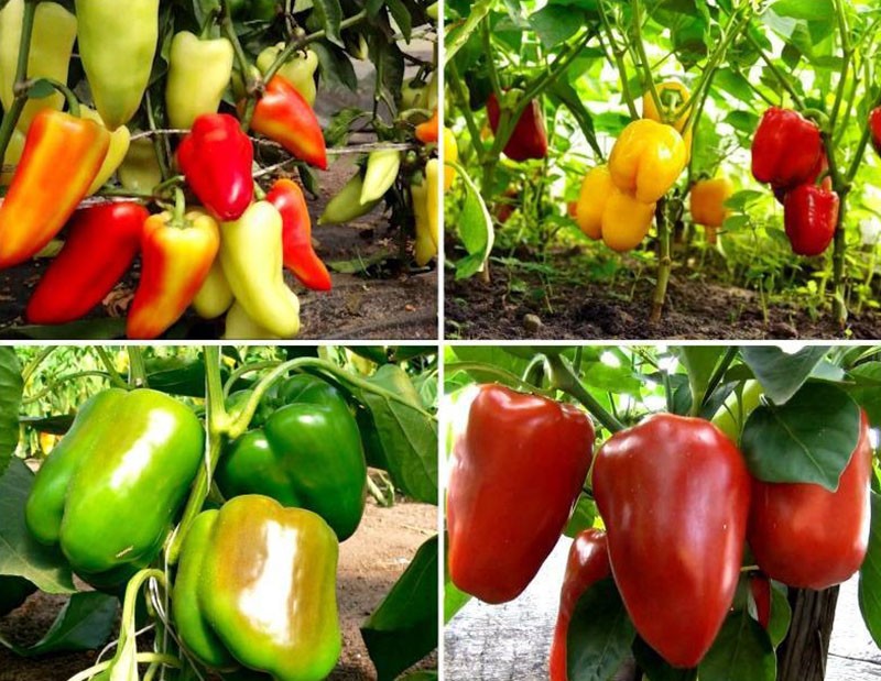 variedades de pimiento para campo abierto e invernaderos