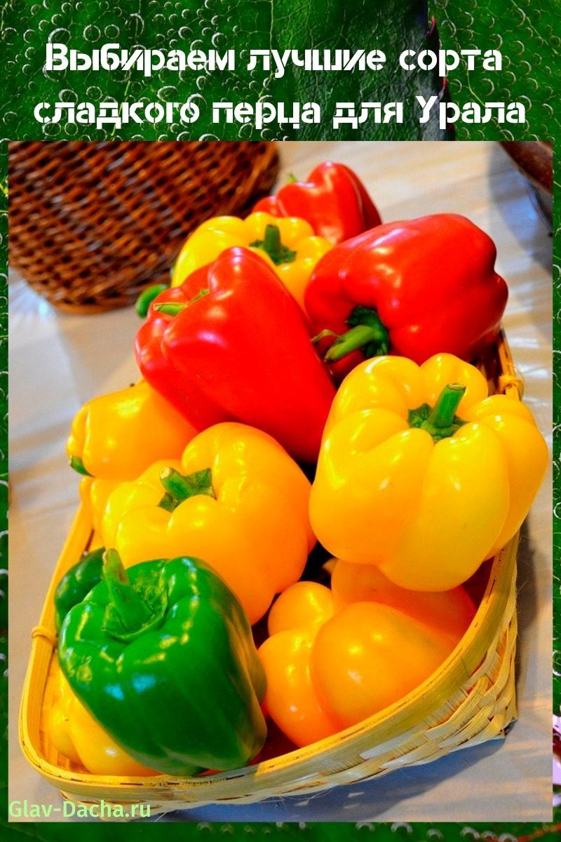 variétés de poivrons doux pour l'Oural