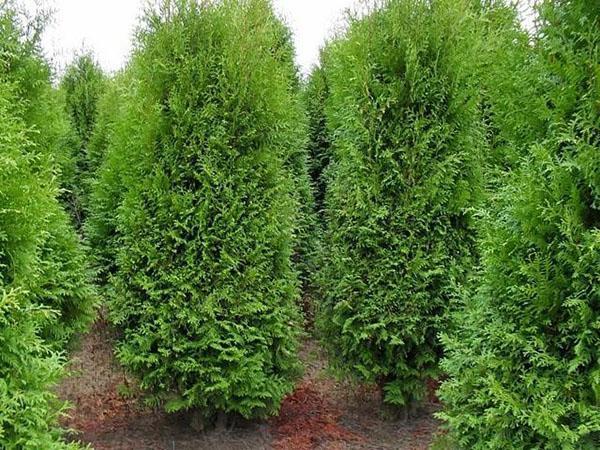 Thuja brabant para seto