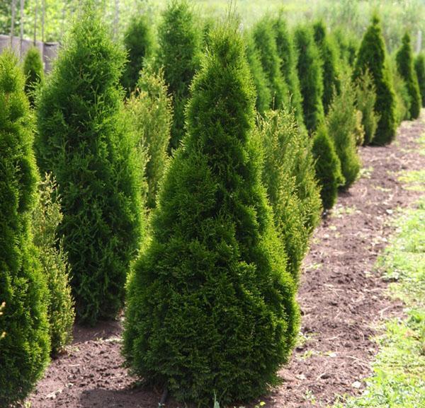 thuja smaragd para cobertura