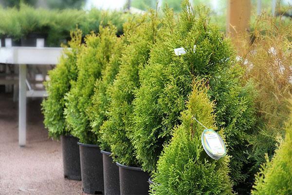 thuja para seto