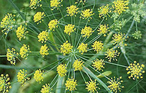 L'aneth fleurit dans le jardin