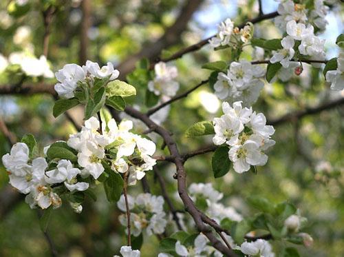 Les variétés de pommier Shtrifel sont en fleurs