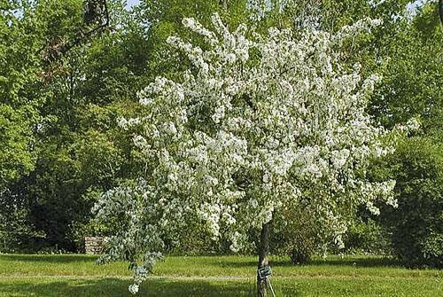 Le pommier fleurit Delight