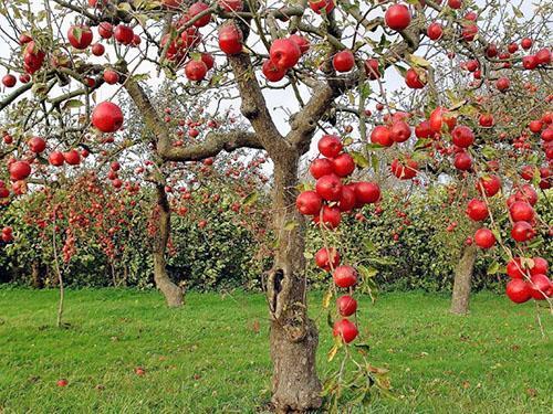 Cosecha de la variedad Medunitsa