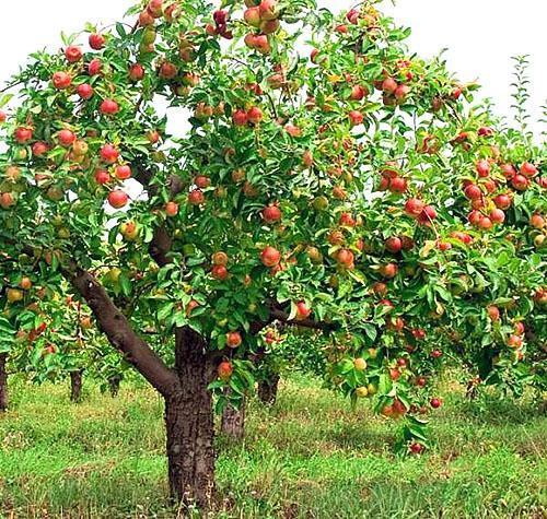 Variétés de pommiers Zhigulevskoe