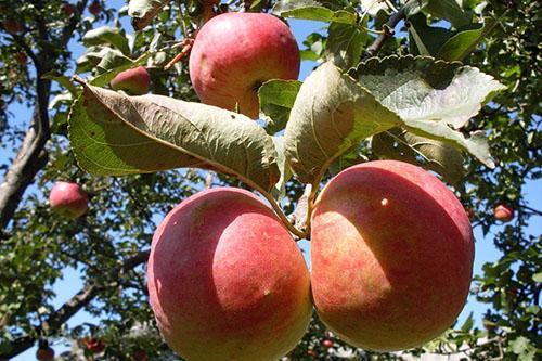 Frutos de la variedad Zhigulevskoe