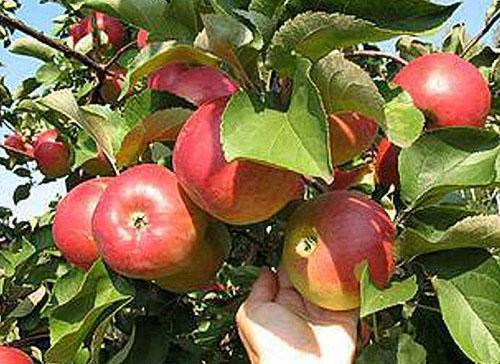 Pomme Fruits Délice