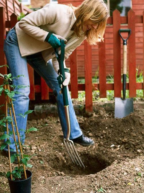 preparación de un sitio para plantar clemátides