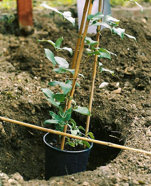 Determinación del nivel de plantación de clemátides.