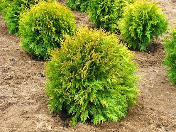 thuja necesita riego