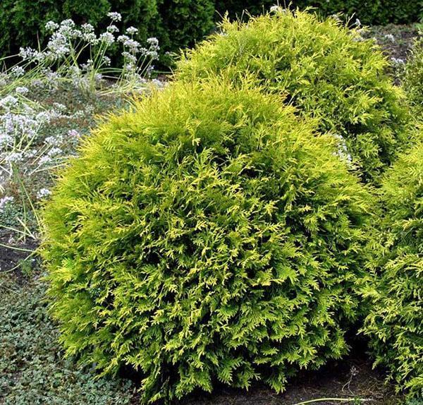 thuja golden glob en el jardín