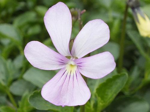 En la naturaleza, la violeta cornuda florece en blanco, azul, lila.