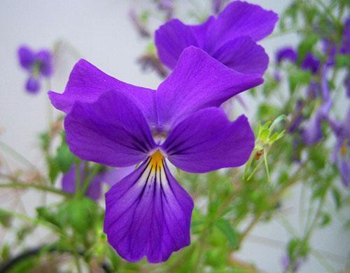 La violeta cornuda crece en lugares bien iluminados.