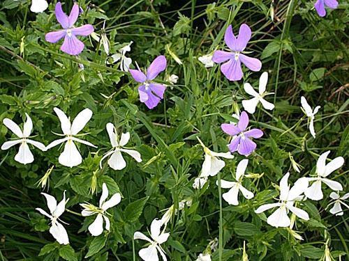 Cultivez une violette cornue sur les rebords de fenêtre et dans le jardin