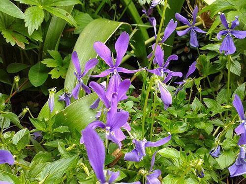 Un bon entretien des plantes assurera une floraison abondante