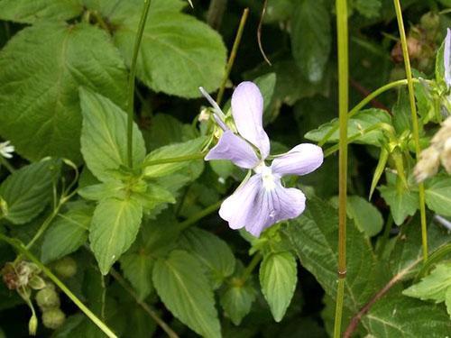 Après la floraison, des gousses se forment