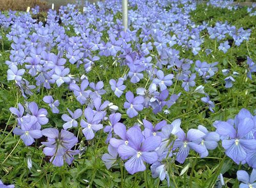 Semillas de violetas cornudas se reproducen
