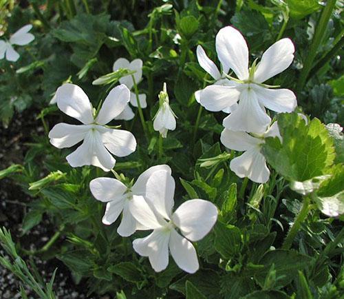 La violette cornue est utilisée pour décorer les toboggans et les bordures