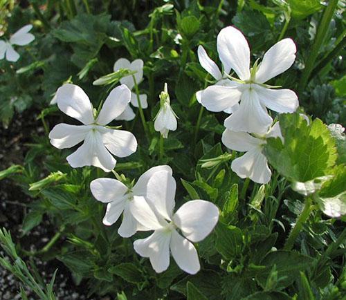 La violeta cornuda se utiliza para decorar toboganes y bordillos.