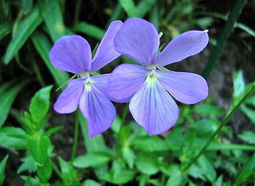 Planta perenne - violeta cornuda