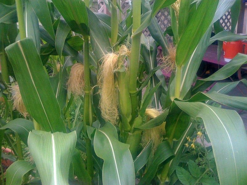 cultivo de maíz para palomitas de maíz