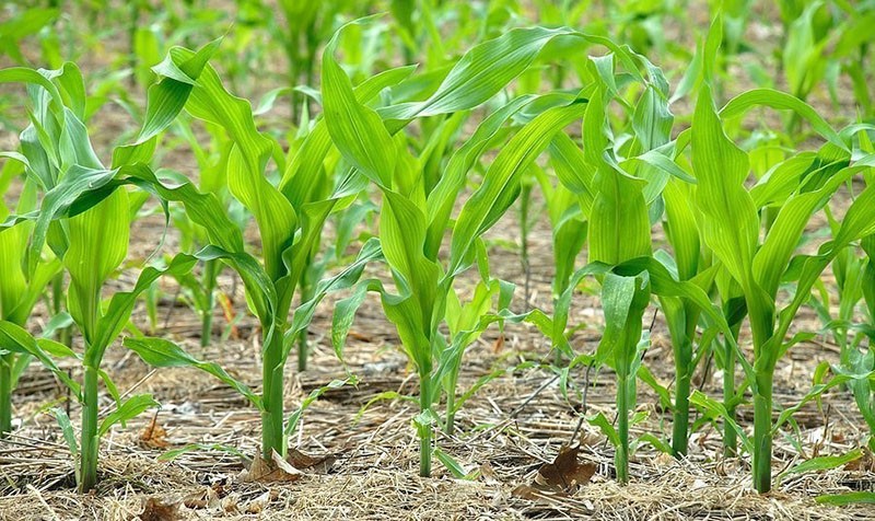 cultivo de maíz para palomitas de maíz