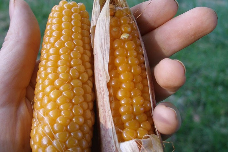 ¿Cuál es la diferencia entre las palomitas de maíz y las palomitas de maíz normales?