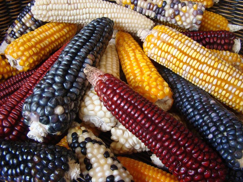 variétés de maïs pour le pop-corn
