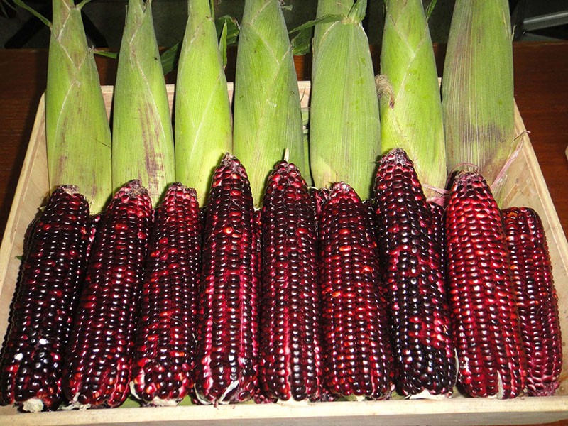 variété de pop-corn rouge