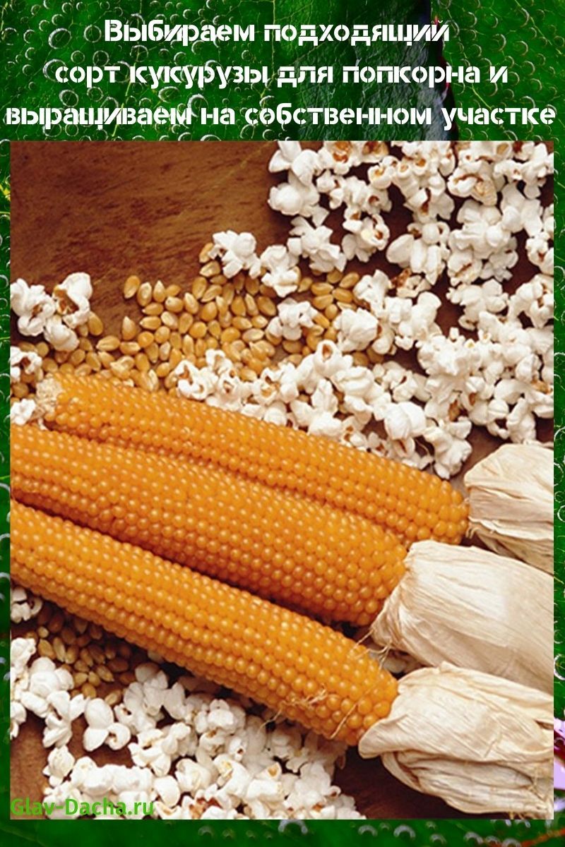 palomitas de maíz