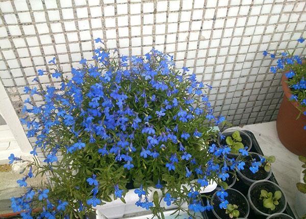 Fuente Lobelia Blue