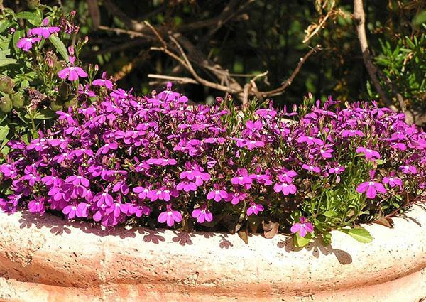 Lobelia enana violeta