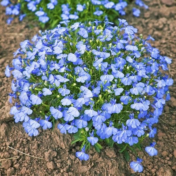 Palais de cristal Lobelia