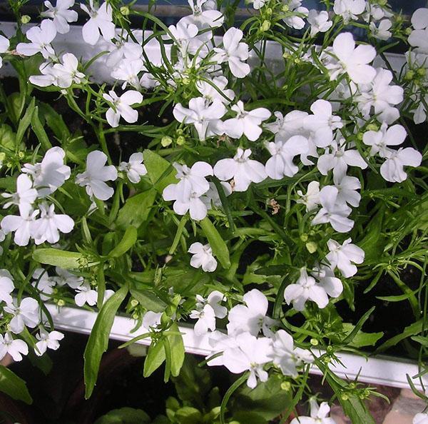 lobelia blanco