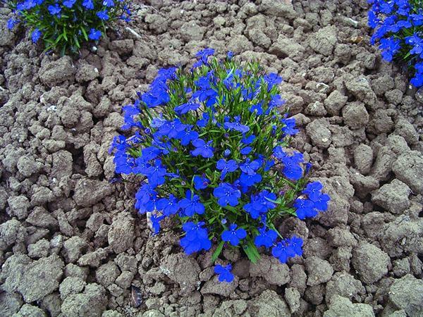 Lobelia negra