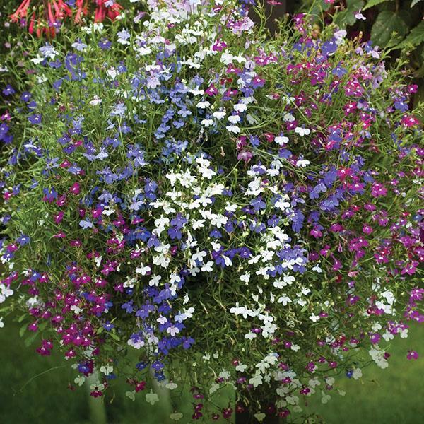 Lobelia Cascade Mix