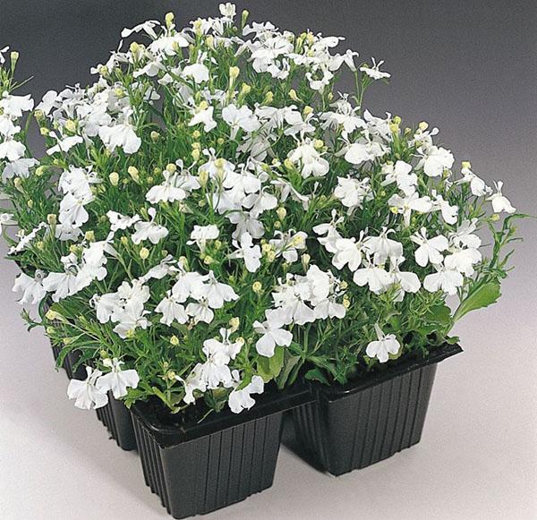 lobelia blanca como la nieve