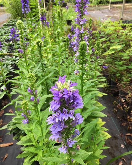 Azul o Lobelia siphilitica