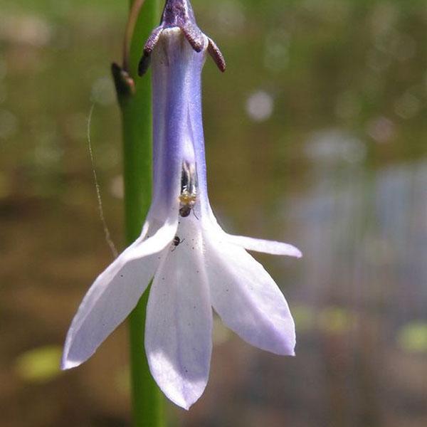 Grado de Lobelia Dortman