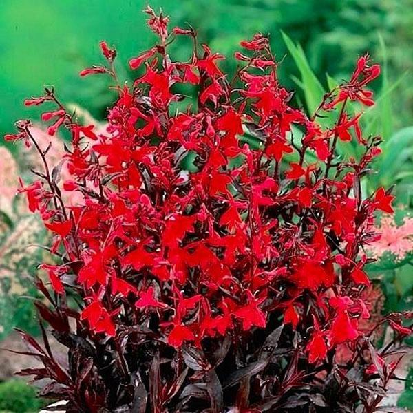 Lobelia Scarlet Princess