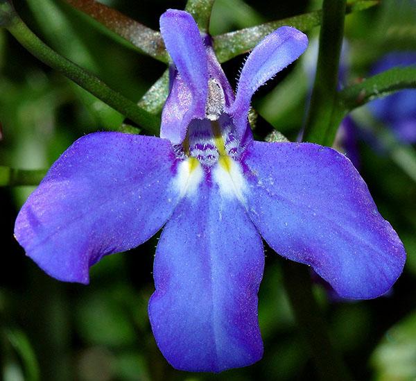 variété lobelia Brillant