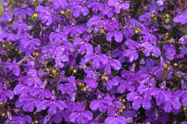 Lobelia Emperador Willie