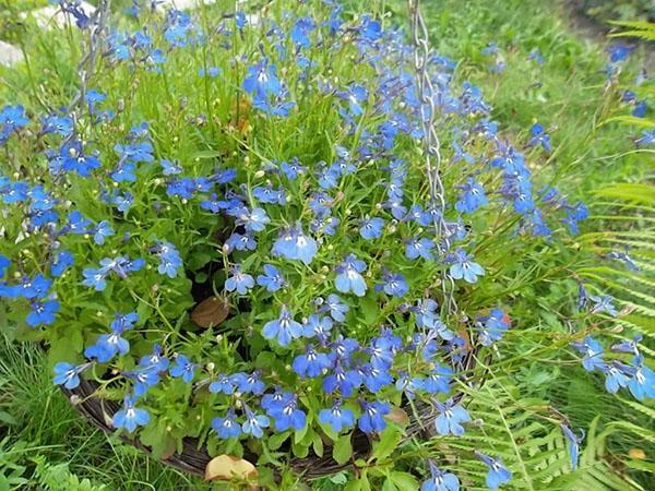 Variété Lobelia Yeux bleus