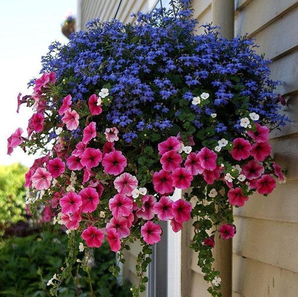 types et variétés de lobelia pour le jardin