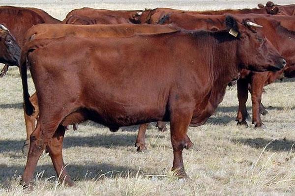 vaches pour parcelles subsidiaires personnelles