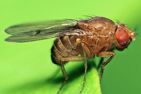 mouche des fruits