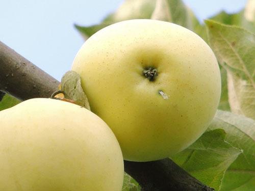 Manzanas de variedades Relleno blanco