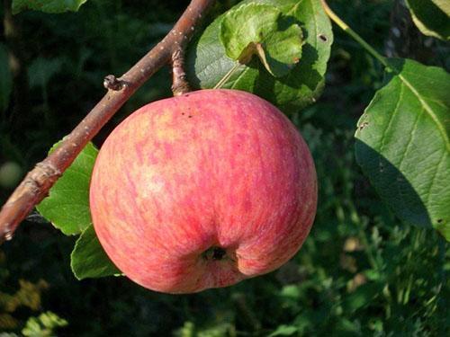 Variété de pomme Candy