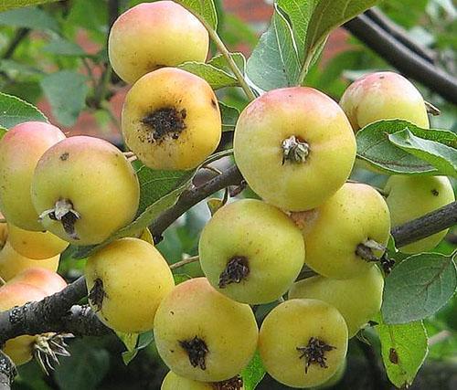 Pommier chinois doré